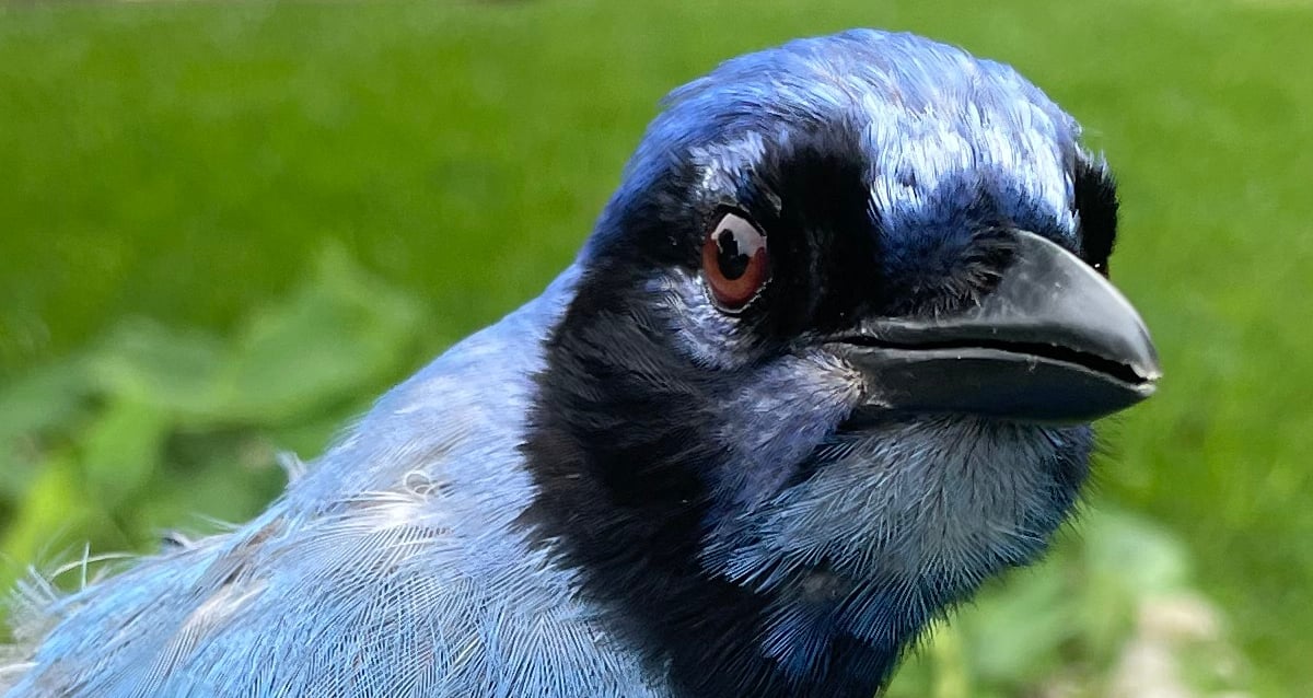 What Is A ‘Grue Jay’? Meet This New Hybrid Bird Found In Texas