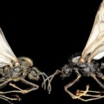 Iberian Harvester Ant Queens Can Give Birth To Two Different Species