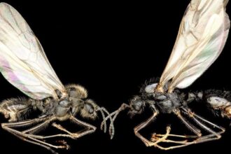 Iberian Harvester Ant Queens Can Give Birth To Two Different Species