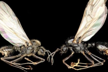 Iberian Harvester Ant Queens Can Give Birth To Two Different Species