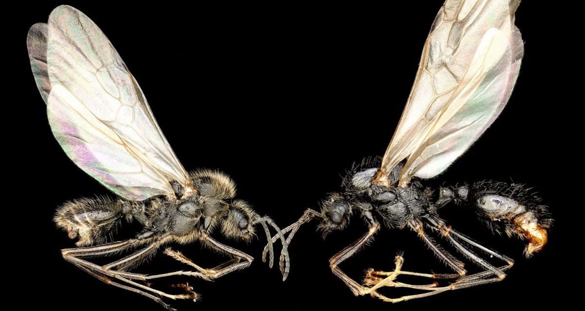 Iberian Harvester Ant Queens Can Give Birth To Two Different Species