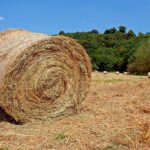 10 Bizarre Deaths From the World of Music