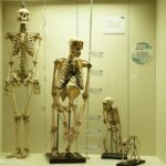 10 Historical Milestones of Human Evolution