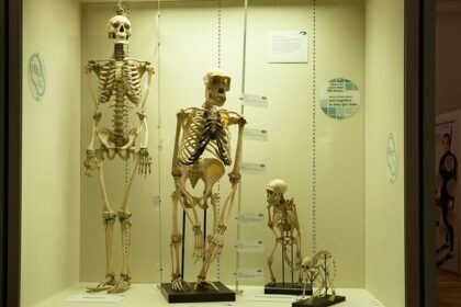 10 Historical Milestones of Human Evolution