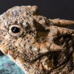 10 Animals With Deadly and Explosive Projectile Defenses