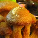 The Michigan Mushroom That Weighs 440 Tons