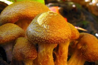 The Michigan Mushroom That Weighs 440 Tons