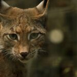 10 Bizarre Medieval Beliefs