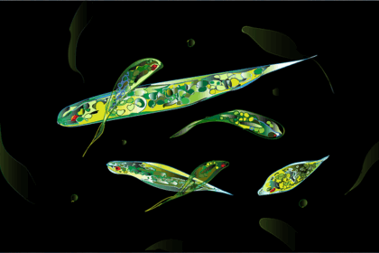 10 Things That Evolved More Than Once