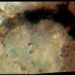 What Are The Oldest Fossils Ever Found On Earth?