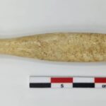 Researchers Identify The Oldest Hippo Ivory Object In The Iberian Peninsula