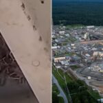 4 Radioactive Wasp Nests Found At Nuclear Site In South Carolina