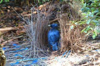 10 Stunning Homes Not Built by Humans