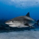 10 Wild Facts You Might Not Know About Sharks