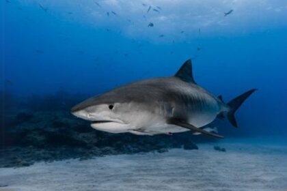 10 Wild Facts You Might Not Know About Sharks