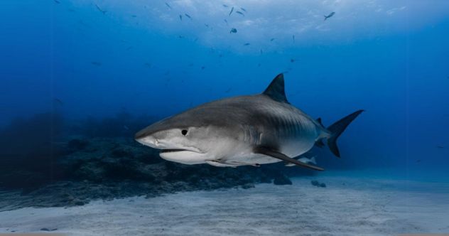 10 Wild Facts You Might Not Know About Sharks