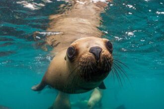 10 Times Desperate Animals Asked People for Help… and Got It