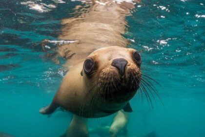 10 Times Desperate Animals Asked People for Help… and Got It