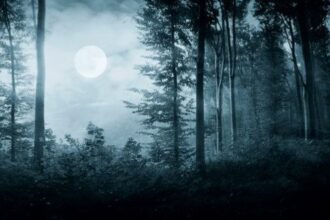 10 Unsettling Encounters to Make You Reconsider Entering the Woods
