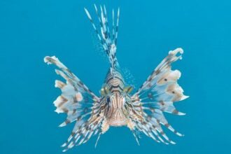 10 Ways to Creatively Cook and Eat Highly Invasive Species