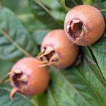 10 Forgotten Fruits & Vegetables