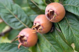 10 Forgotten Fruits & Vegetables