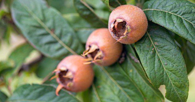 10 Forgotten Fruits & Vegetables