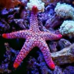 10 Un-Be-Reef-Able Medical Breakthroughs Found in the Ocean