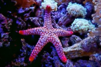 10 Un-Be-Reef-Able Medical Breakthroughs Found in the Ocean