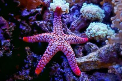 10 Un-Be-Reef-Able Medical Breakthroughs Found in the Ocean