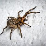 10 Things You Don’t Want to Know if You’re Arachnophobic