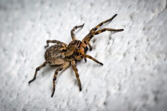 10 Things You Don’t Want to Know if You’re Arachnophobic