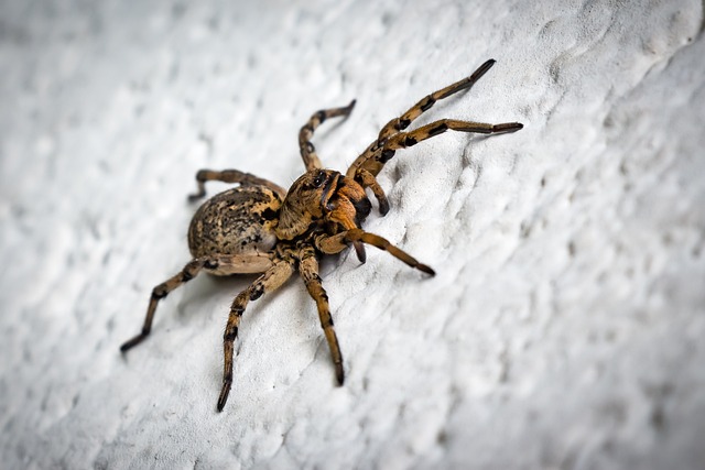 10 Things You Don’t Want to Know if You’re Arachnophobic