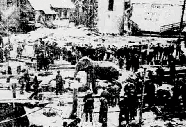 10 Incredibly Bizarre Animal Deaths