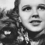 10 Animal Actors Whose Real Names You Likely Don’t Know