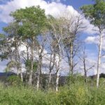 Study Finds Wolves’ Return To Yellowstone Led To Aspen Surge