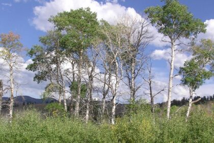 Study Finds Wolves’ Return To Yellowstone Led To Aspen Surge