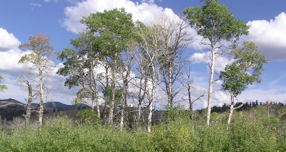Study Finds Wolves’ Return To Yellowstone Led To Aspen Surge