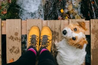 Want to Safely Hike With Your Dog? Consider These 6 Tips From an Expert Dog Trainer