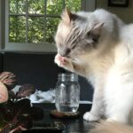 Why Do Cats Dip Their Paw in Water Bowls?