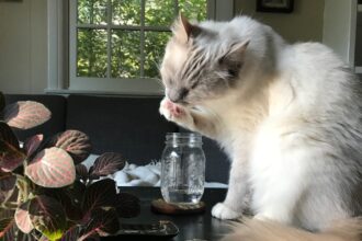 Why Do Cats Dip Their Paw in Water Bowls?