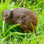 Why Are New Zealanders Called ‘Kiwis’?