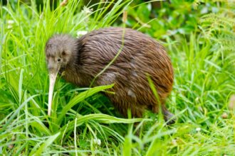 Why Are New Zealanders Called ‘Kiwis’?