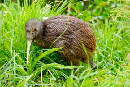 Why Are New Zealanders Called ‘Kiwis’?