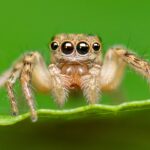 Why Do Spider Legs Curl Up When They Die?