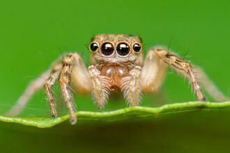 Why Do Spider Legs Curl Up When They Die?