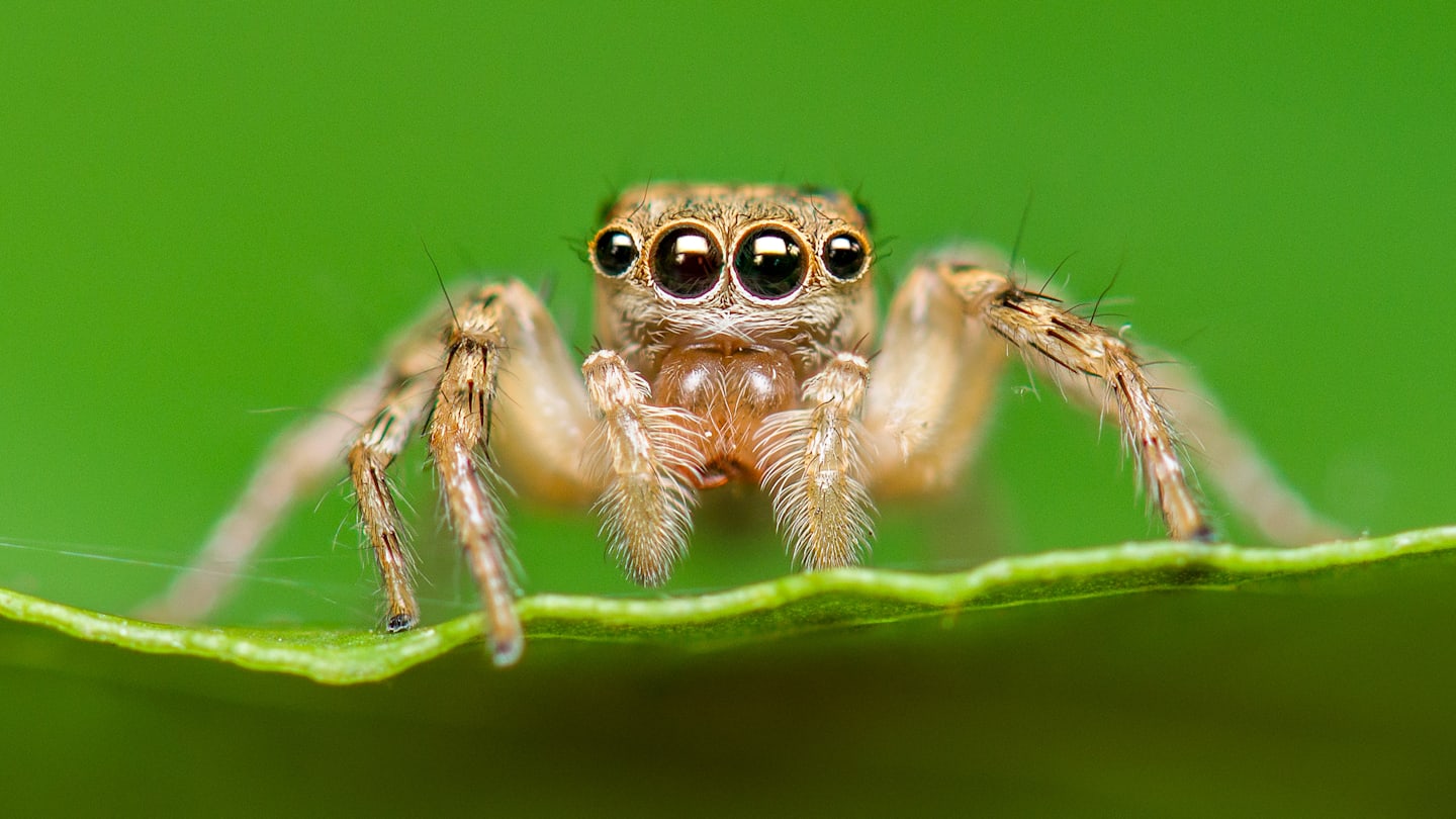 Why Do Spider Legs Curl Up When They Die?