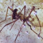 Prehistoric Insects And Spiderweb Found In Amber In Ecuador