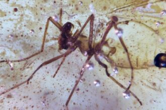 Prehistoric Insects And Spiderweb Found In Amber In Ecuador