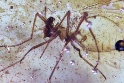 Prehistoric Insects And Spiderweb Found In Amber In Ecuador